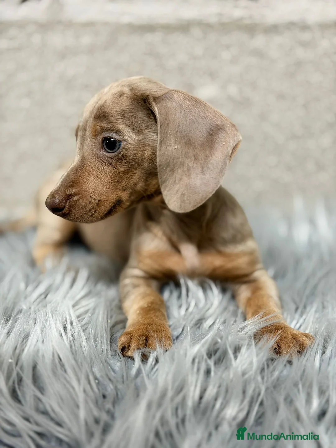 Teckel Miniatura perros en venta: TECKEL ARLEQUIN ISABELLA - Anuncio 6