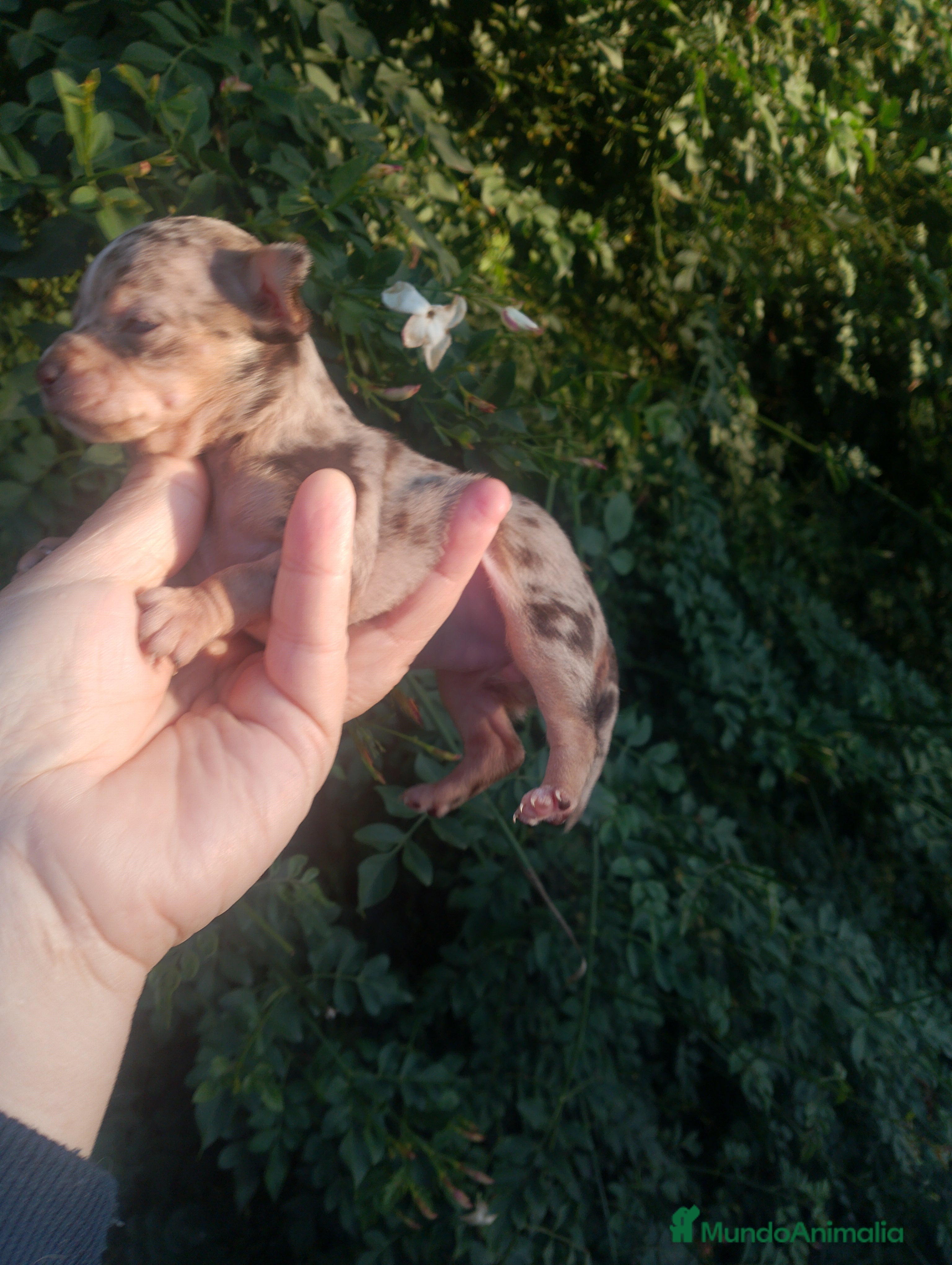 Chihuahua perros Preciosa chihuahua super toy Merle ojos azules  - Anuncio 27