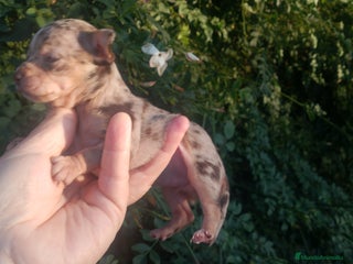 Chihuahua perros Preciosa chihuahua super toy Merle ojos azules - Anuncio 27