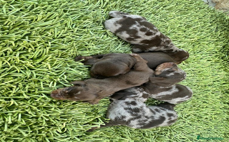 Teckel Miniatura perros Teckel Minis Chocolate - Anuncio 16