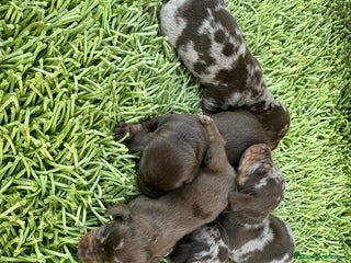 Teckel Miniatura perros - Anuncio 15