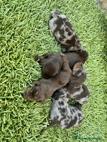 Teckel Miniatura perros Teckel Minis Chocolate - Anuncio 16