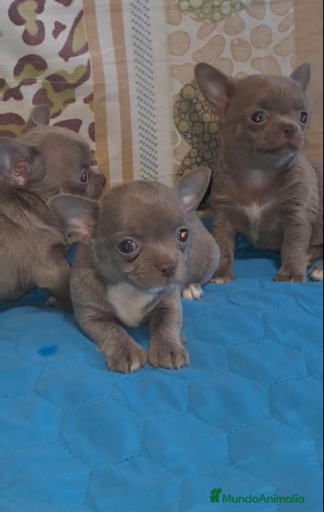 Chihuahua perros en venta: CHIHUAHUA LINEA RUSA LILAC - Imagen 3