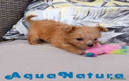 Caniche Toy perros en venta:  Caniche Hembra 2 de Estela y King AQUANATURA - Imagen 3