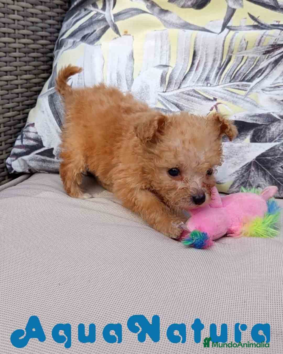 Caniche Toy perros en venta:  Caniche Hembra 2 de Estela y King AQUANATURA - Imagen 3