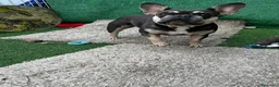 Bulldog Francés perros en venta: 3 HERMANAS, 3 COLORES, 3 PEQUEÑAS IRRESISTIBLES  - Anuncio 4
