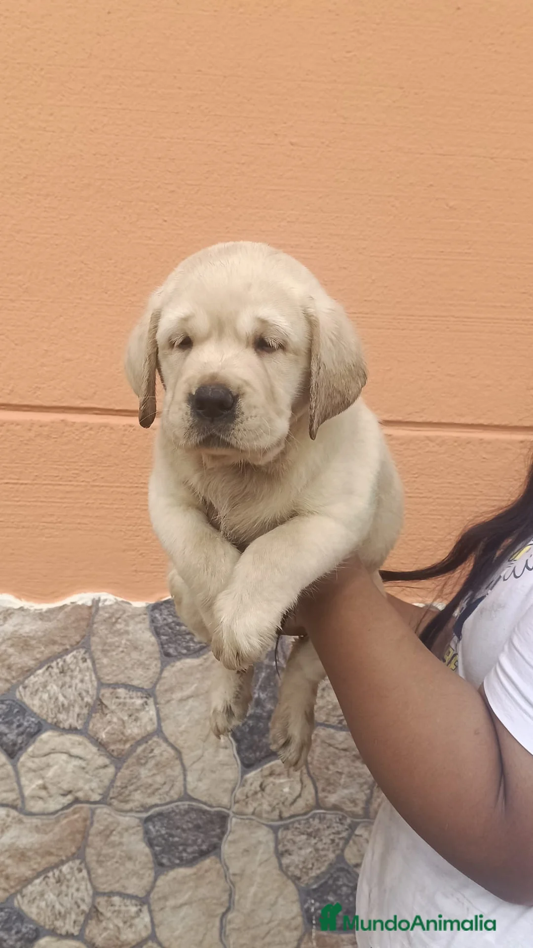 Labrador Retriever perros en venta:  labrador retriever🐶🐾🔥 en Córdoba - Anuncio 1