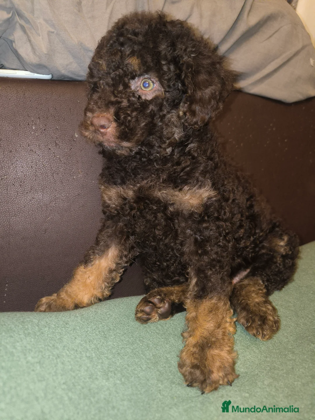 Perro de Agua Español perros en venta: Último cachorro PDA phanton chocolate  - Anuncio 4