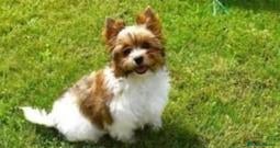 Biewer Yorkshire Terrier a la Pom Pon perros Espectacular hembra Yorkshire miniatura - Anuncio 1