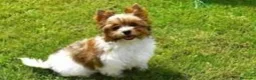 Biewer Yorkshire Terrier a la Pom Pon perros en venta: Espectacular hembra Yorkshire miniatura en Castellón - Anuncio 1