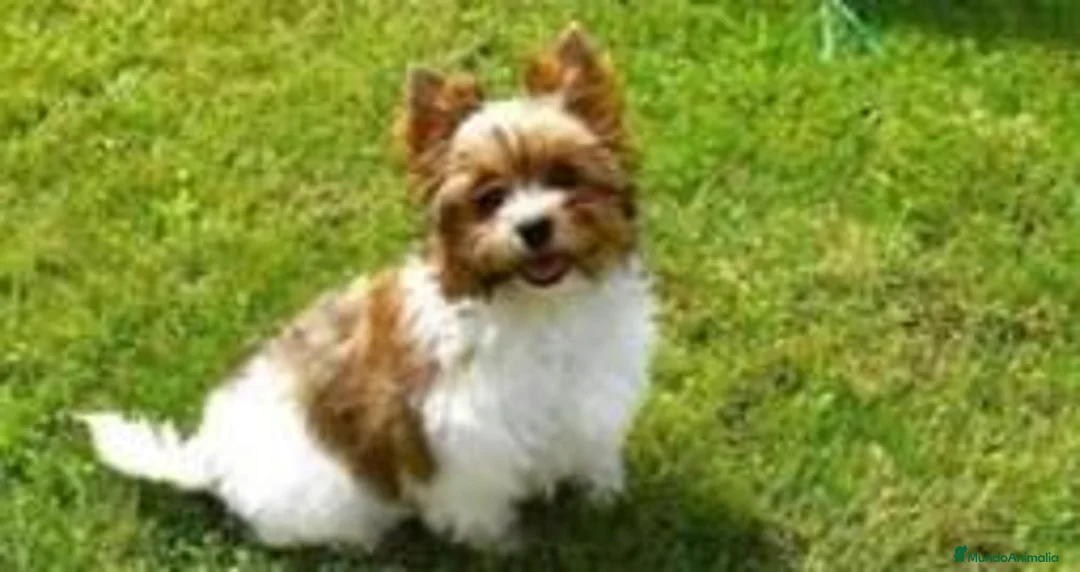 Biewer Yorkshire Terrier a la Pom Pon perros en venta: Espectacular hembra Yorkshire miniatura en Castellón - Anuncio 1