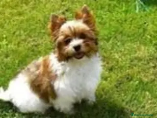 Biewer Yorkshire Terrier a la Pom Pon perros Espectacular hembra Yorkshire miniatura - Anuncio 2