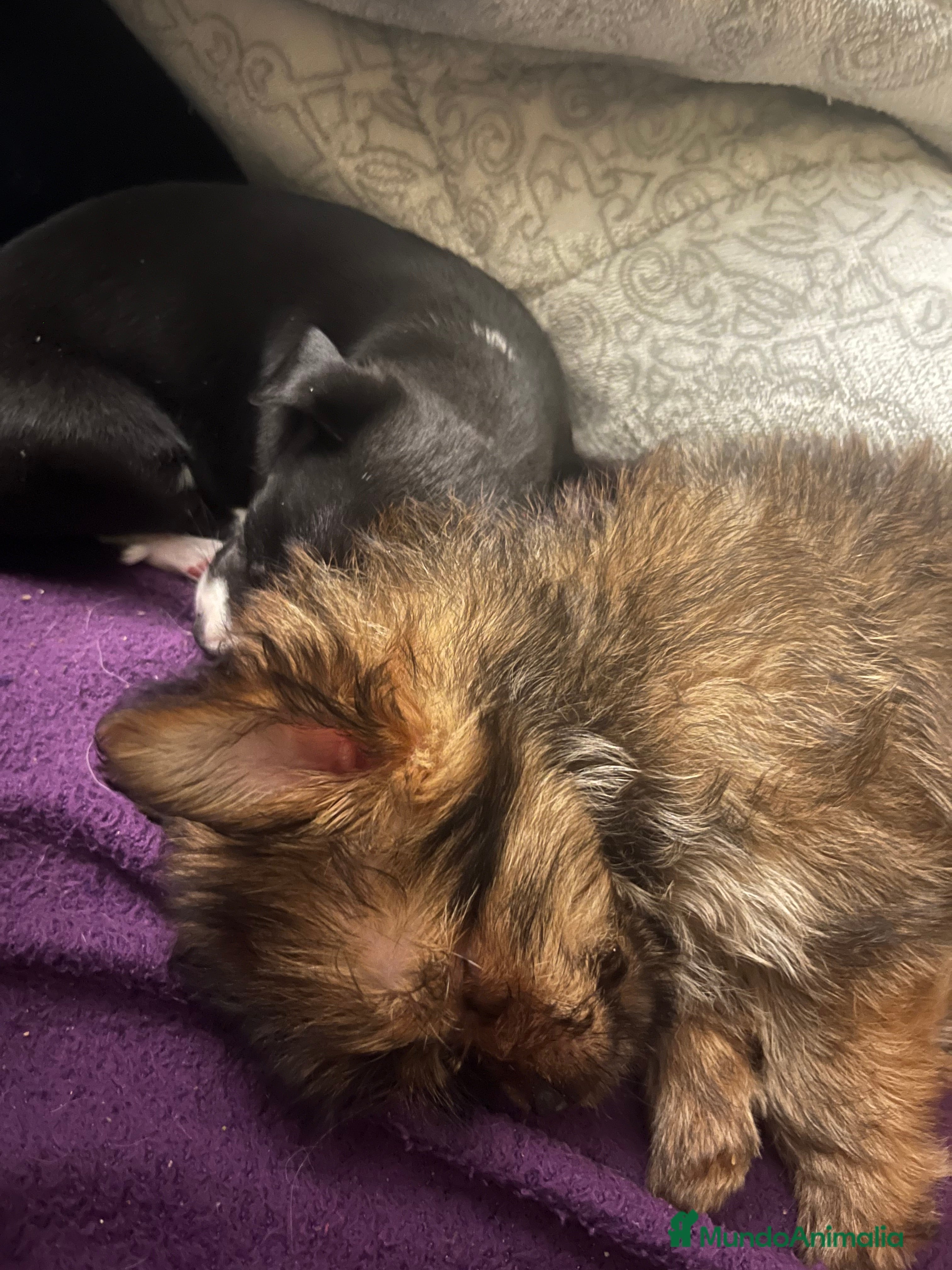 Chihuahua perros Yorkshire hembra peluda - Anuncio 6