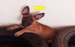 Pastor Belga Malinois perros en venta: Pastor belga  - Imagen 2