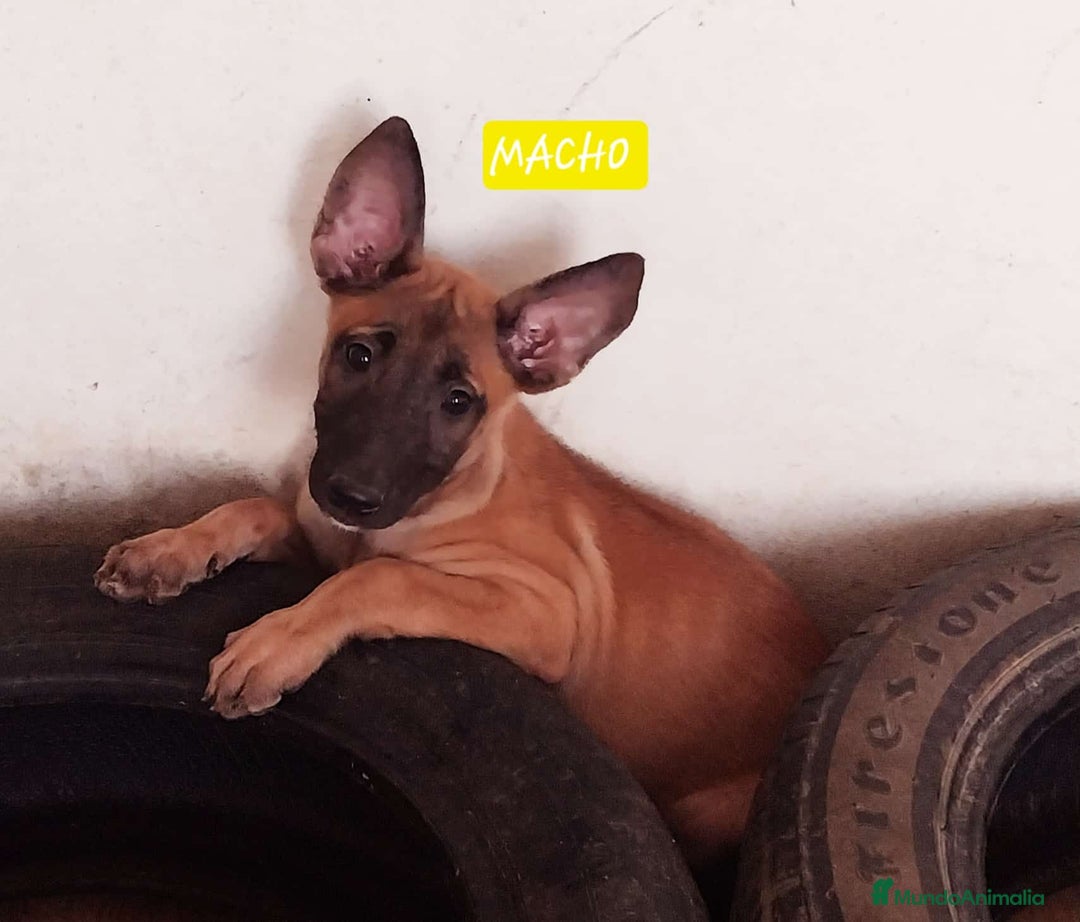 Pastor Belga Malinois perros en venta: Pastor belga  - Imagen 2