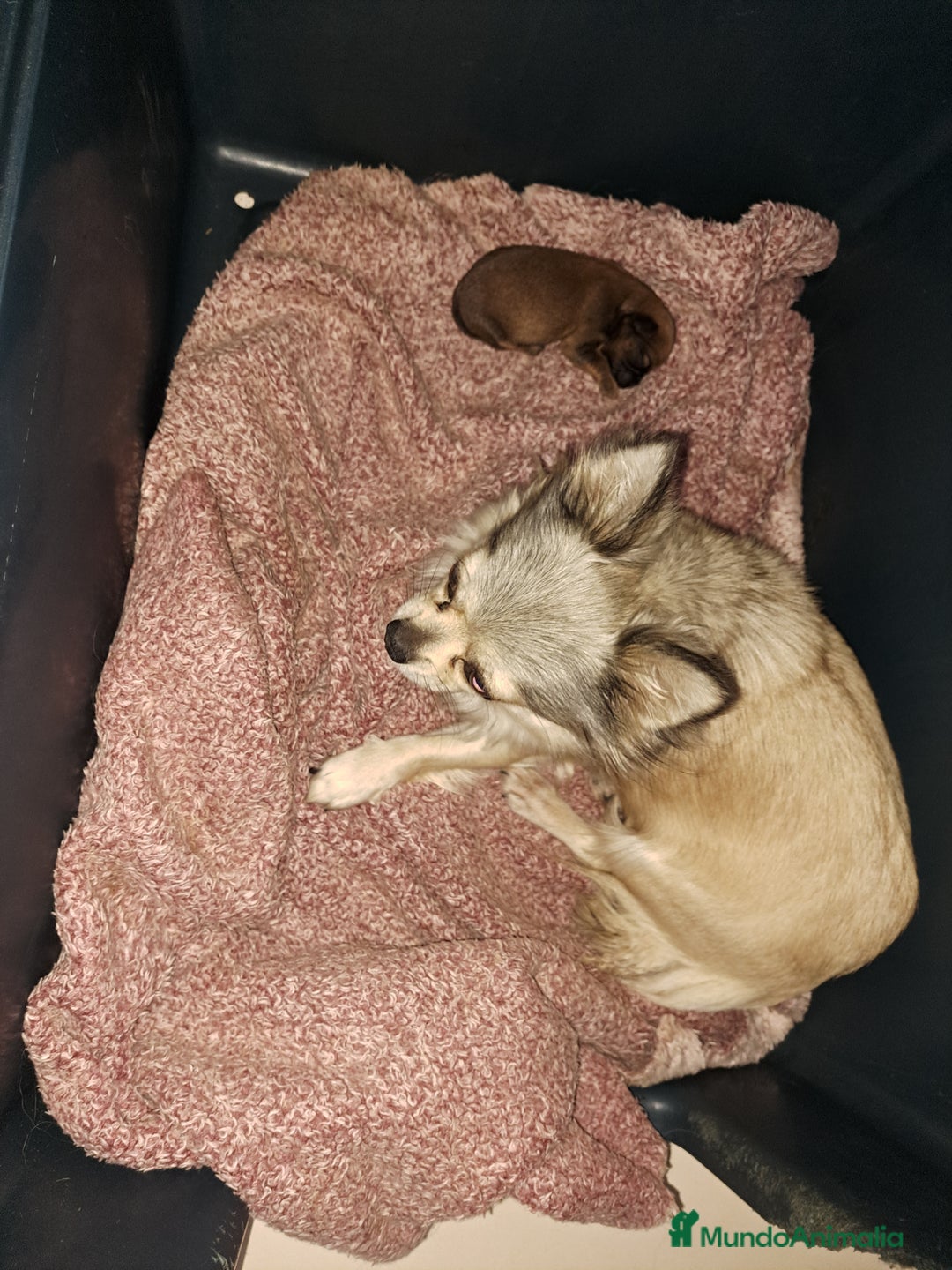 Raza Mixta perros en venta: Chiffon - Anuncio 1