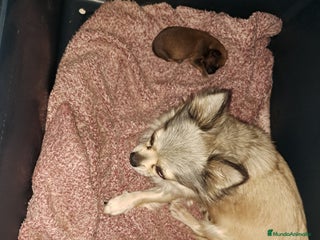 Raza Mixta perros Chiffon - Anuncio 1
