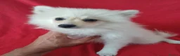 Pomerania perros en venta: Pomerania Standar  - Anuncio 1
