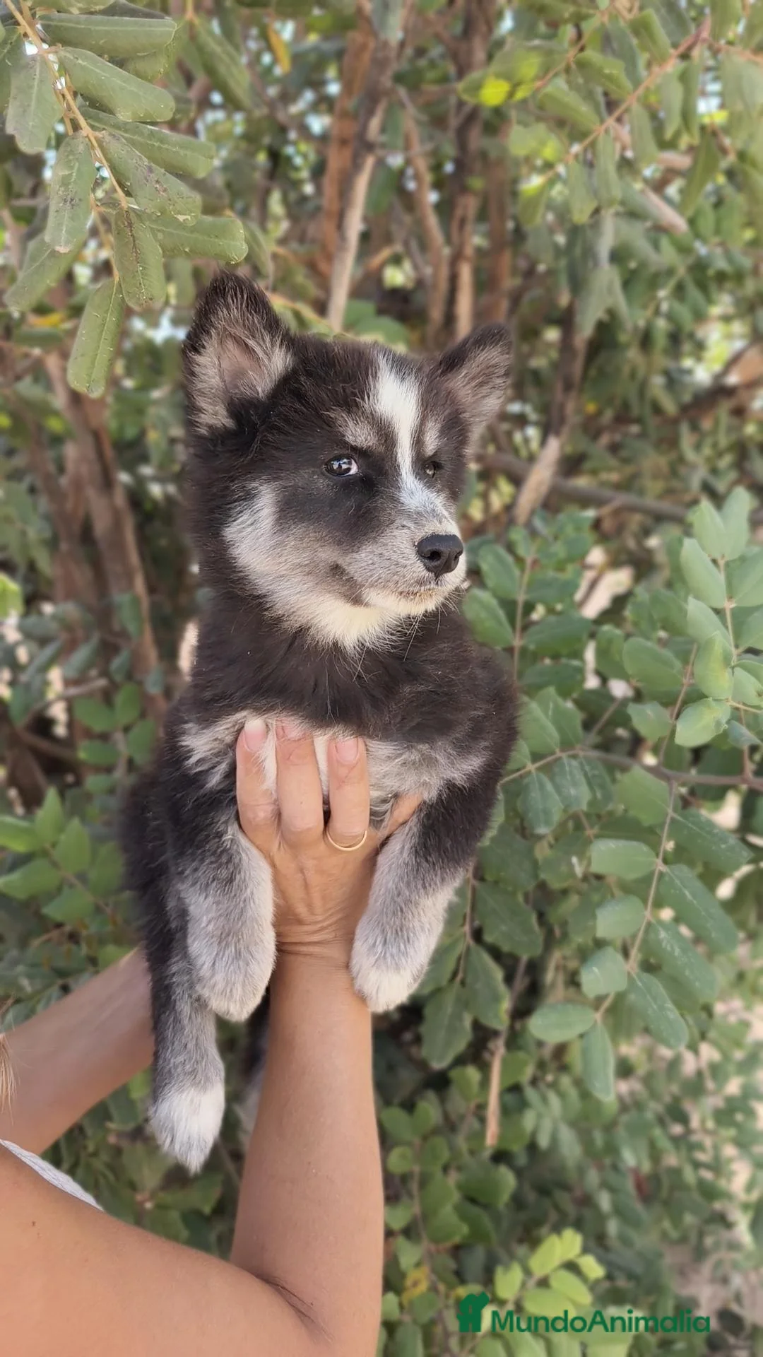 Husky Siberiano perros en venta: Husky SIBERIANO Hembra  - Anuncio 2