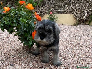 Schnauzer Miniatura perros Cachorro raza Schnauzer Mini en Granada - Anuncio 1