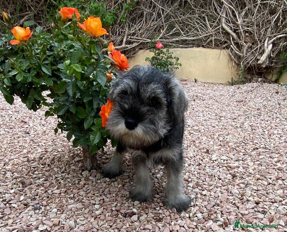 Schnauzer Miniatura perros en Granada - Anuncio 1