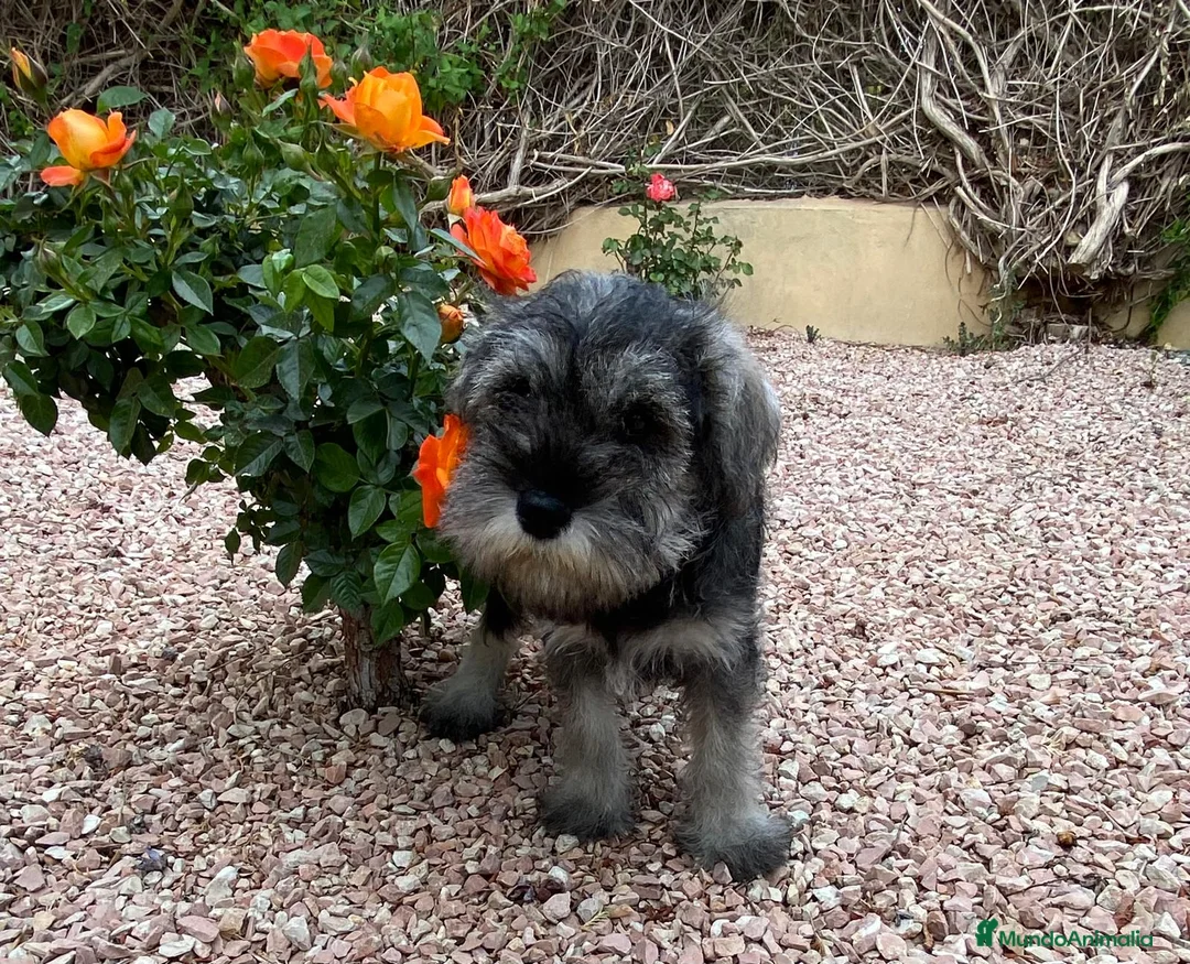Schnauzer Miniatura perros en venta: Cachorro raza Schnauzer Mini en Granada - Anuncio 1