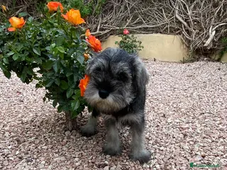 Schnauzer Miniatura perros Cachorro raza Schnauzer Mini en Granada - Anuncio 1