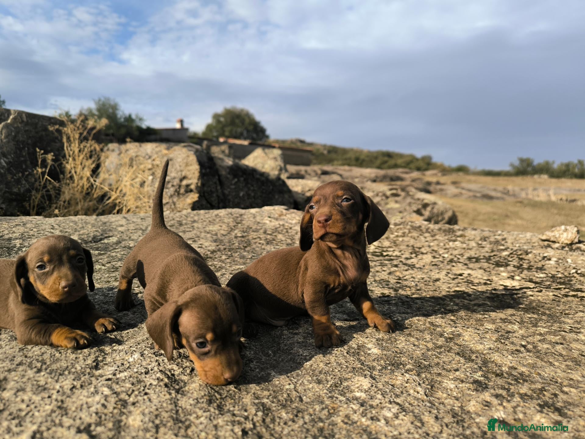 Teckel Miniatura perros Camada de teckel miniatura - Anuncio 1