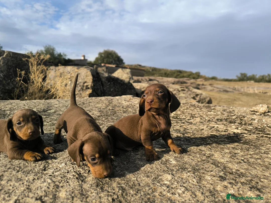 Teckel Miniatura perros en venta: Camada de teckel miniatura - Anuncio 1