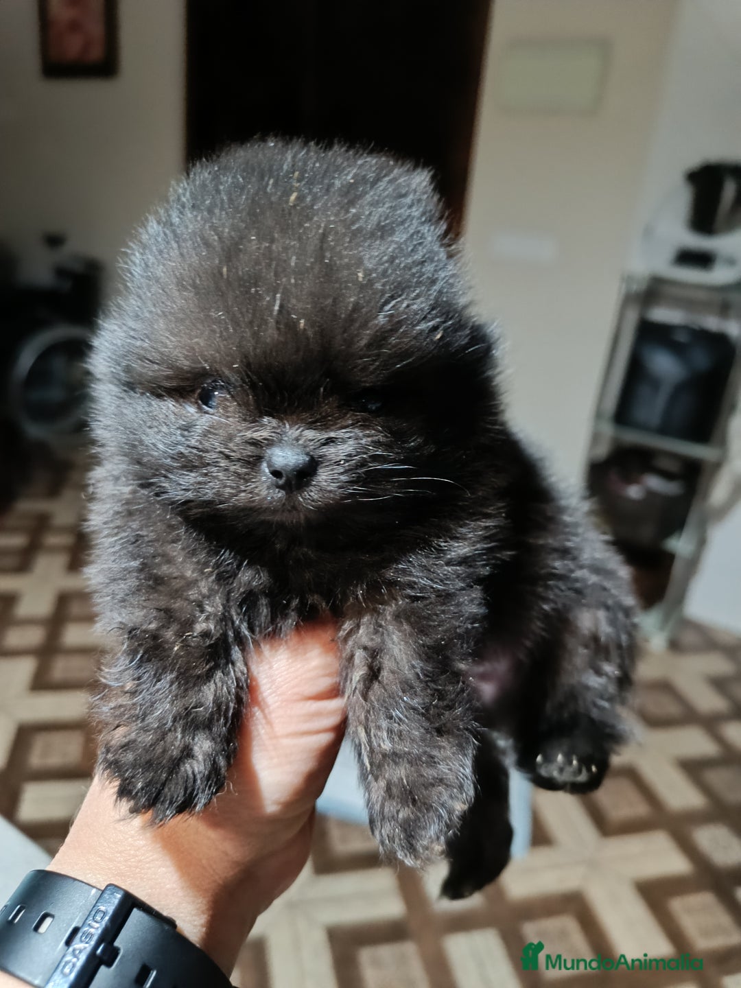 Pomerania perros en venta: Pomerania  - Anuncio 3