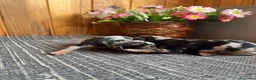 Pinscher Miniatura perros en venta: Pinscher Miniatura Cachorros Cría Responsable  - Anuncio 5