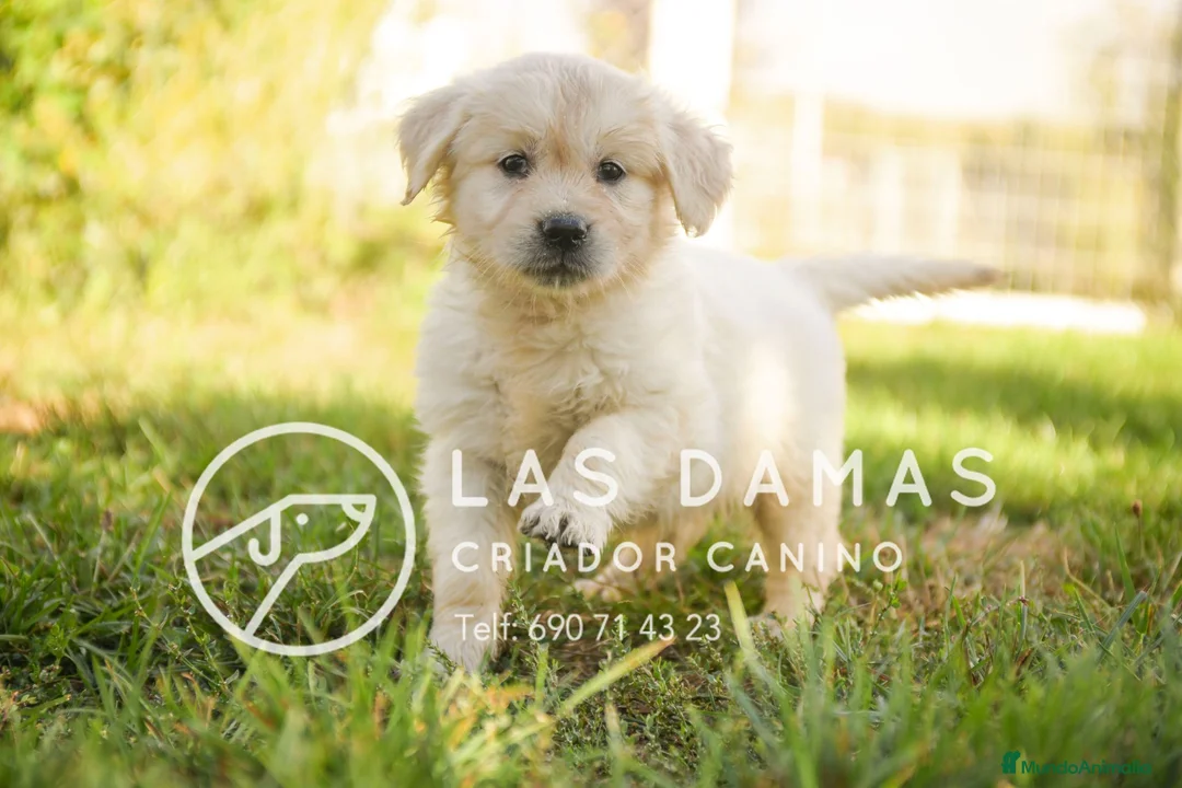 Golden Retriever perros en venta: GOLDEN RETRIEVER DISPONIBLES - Anuncio 1
