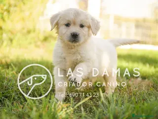 Golden Retriever perros GOLDEN RETRIEVER DISPONIBLES - Anuncio 6