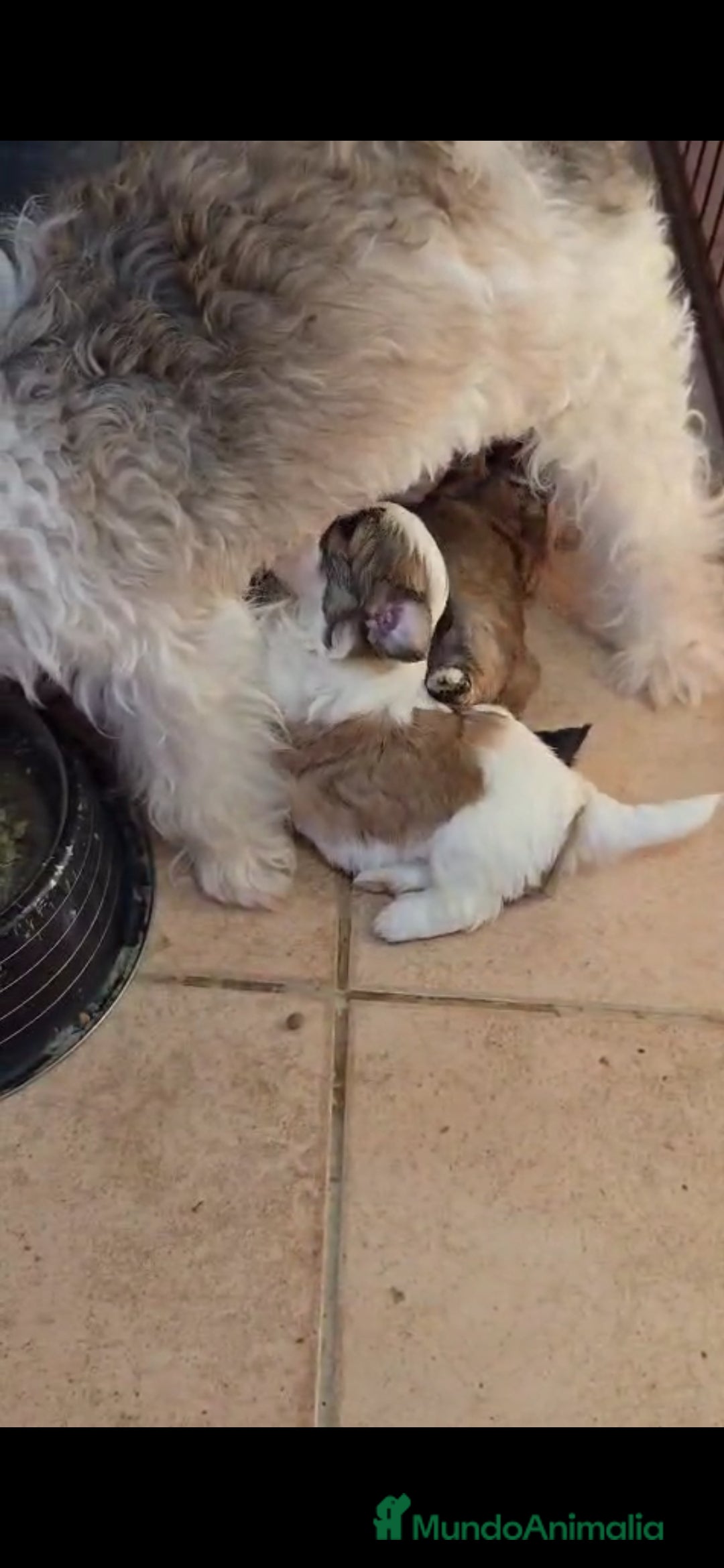 Bichón Habanero perros en venta: BICHON HABANERO - Anuncio 8