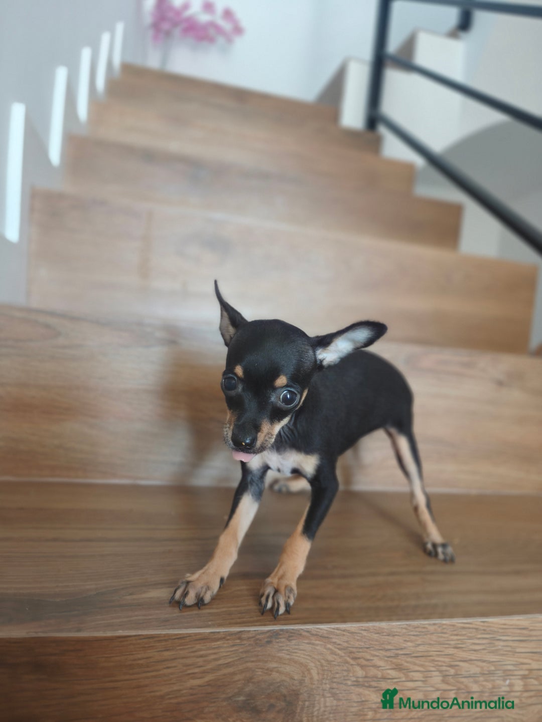 Pinscher Miniatura perros en venta: Mini Pincher espectacular!! - Imagen 2