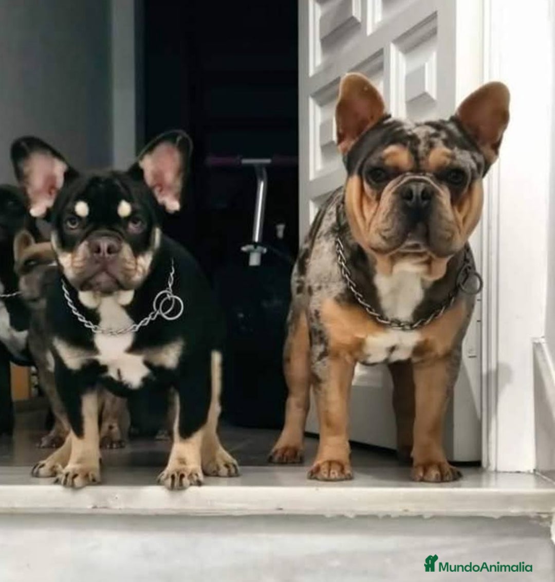 Bulldog Francés perros en venta: Bulldog francés cocoa tan - Imagen 3