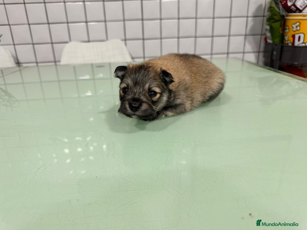 Pomerania perros en venta: pomerania macho toy sable  - Anuncio 3
