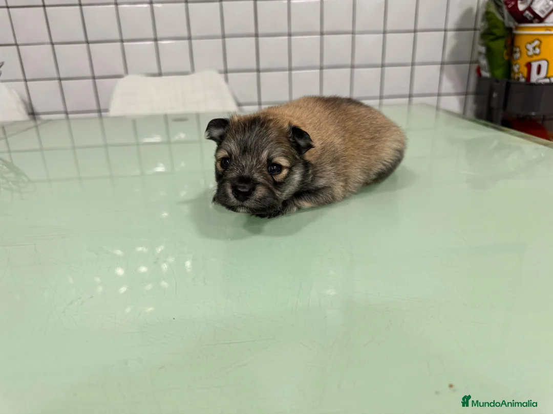 Pomerania perros en venta: pomerania macho toy sable  - Anuncio 3