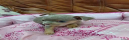 Chihuahua perros en venta: CHIHUAHUAS TOY - Anuncio 1