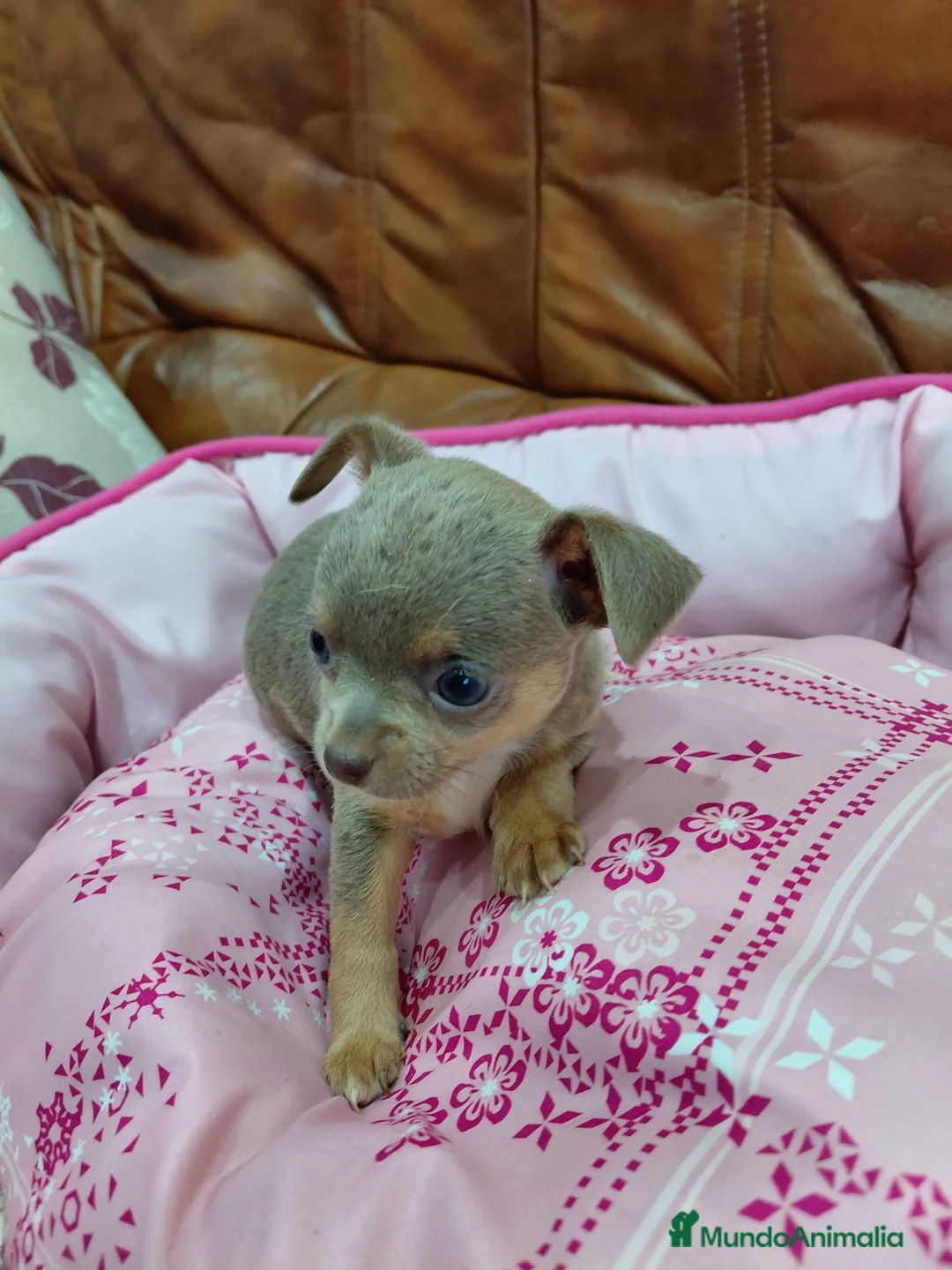 Chihuahua perros en venta: CHIHUAHUAS TOY - Anuncio 1