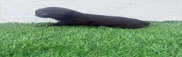 Raza Mixta perros en venta: Pootalian - Anuncio 5