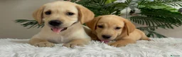 Labrador Retriever perros en venta: LABRADOR RETRIEVER  - Anuncio 21