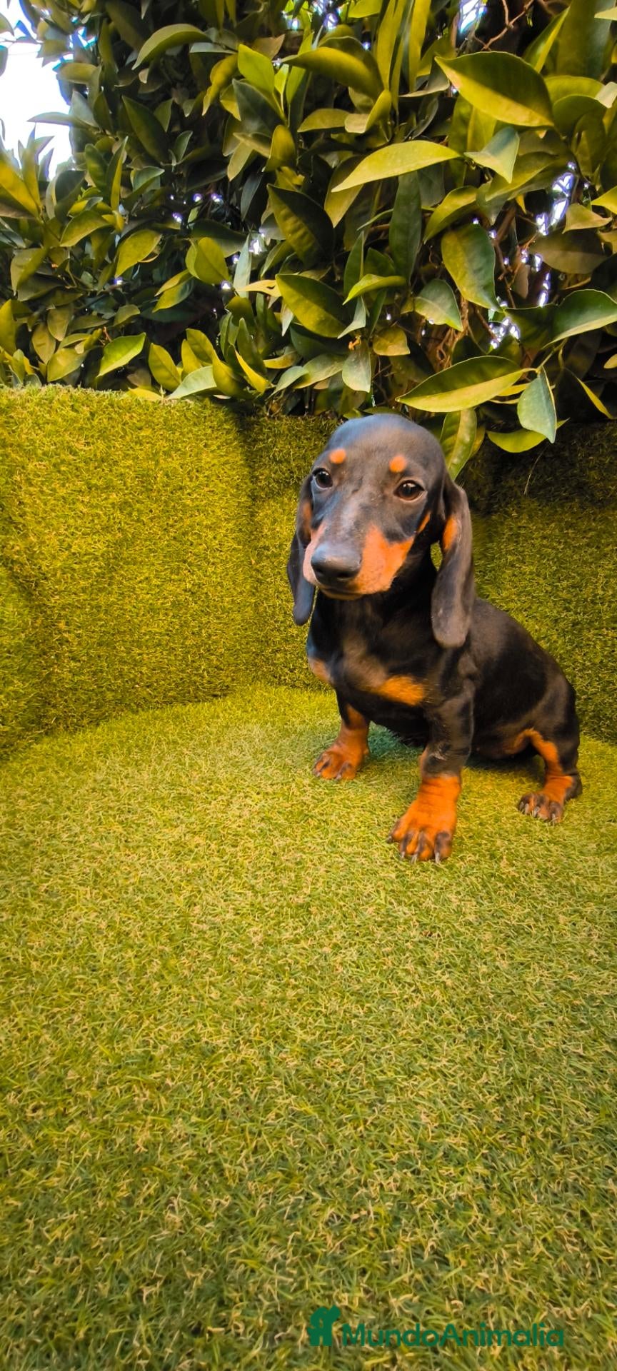 Teckel Miniatura perros teckel miniatura hembra negro fuego  - Anuncio 1