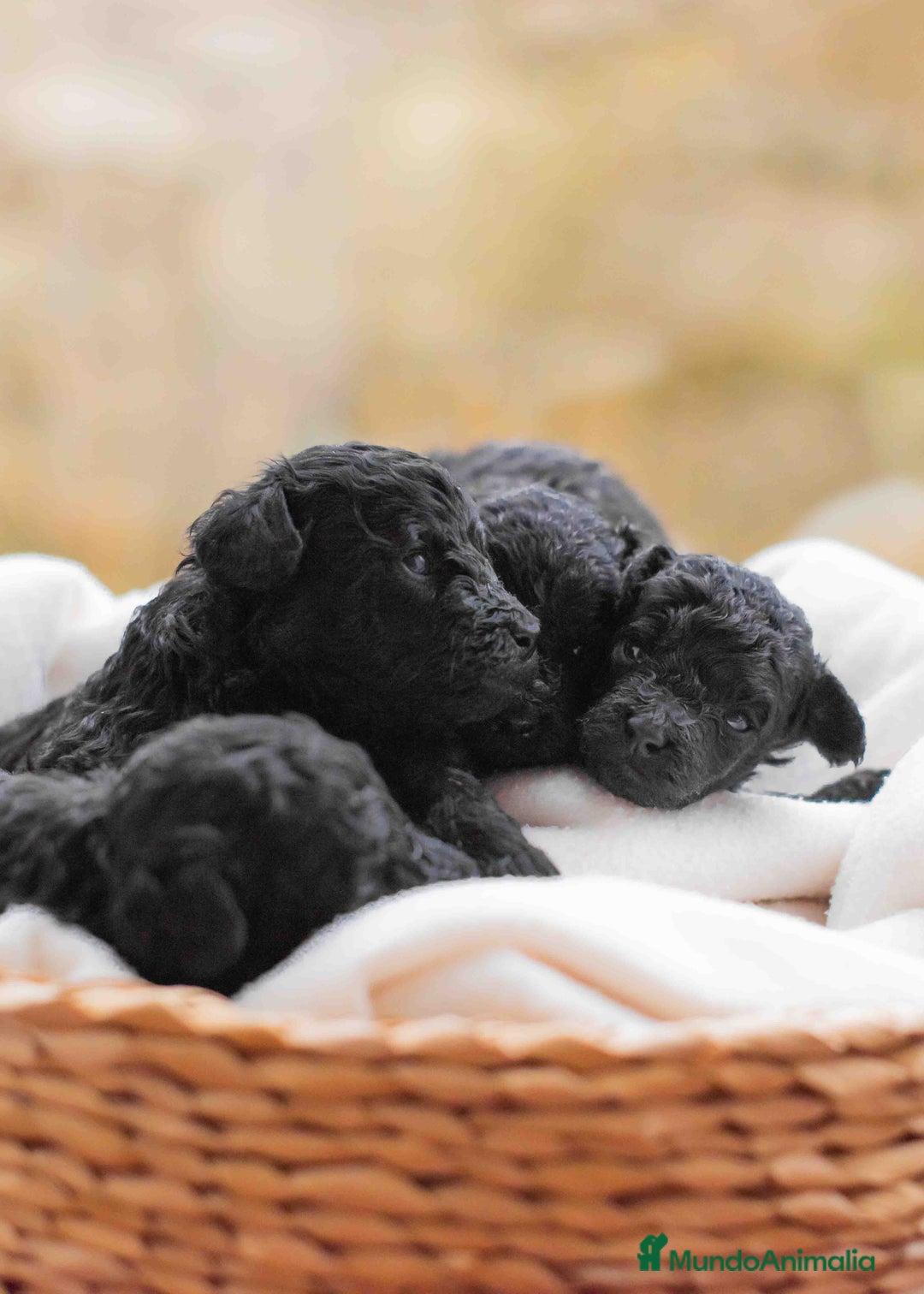 Caniche Toy perros en venta: Caniche toy negros - Anuncio 6