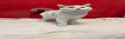 Británico de Pelo Corto gatos en venta: Soy Keko!!  - Anuncio 4