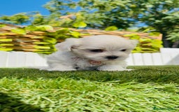 Bichón Maltés perros en venta: BICHÓN MALTÉS HEMBRA - Imagen 3