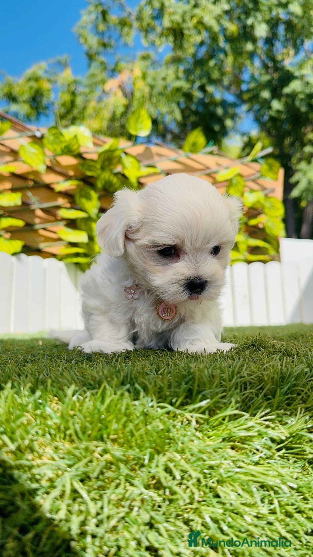 Bichón Maltés perros en venta: BICHÓN MALTÉS HEMBRA - Imagen 3