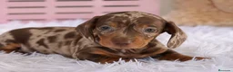 Teckel Miniatura perros en venta: TECKEL MINIATURA - IMPERIAL CANIS - Anuncio 3