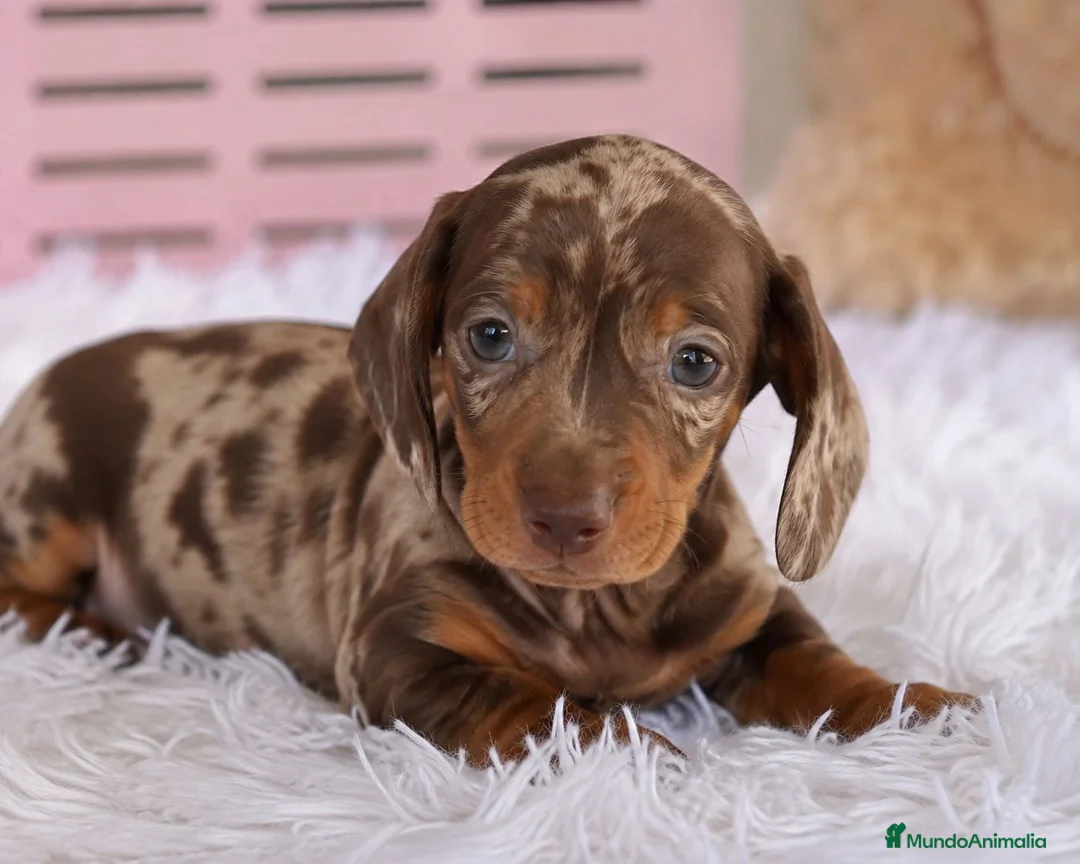 Teckel Miniatura perros en venta: TECKEL MINIATURA - IMPERIAL CANIS - Anuncio 3