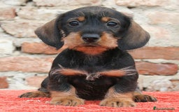 Teckel perros en venta: TECKEL HOJA SECA PRECIOSOS - Anuncio 1